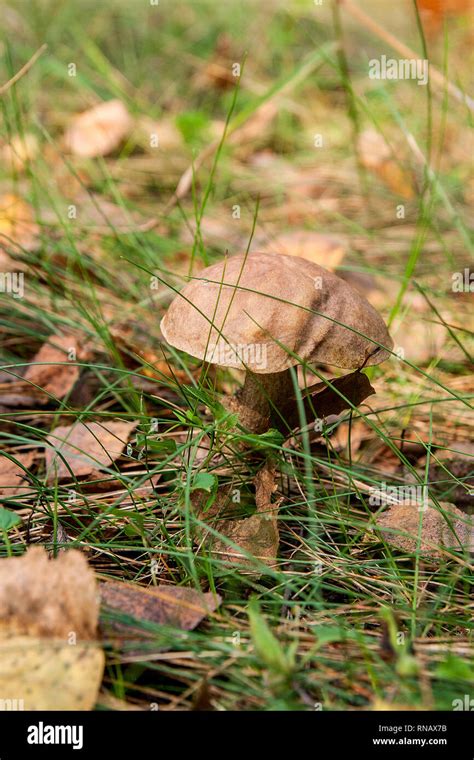 Close Up View Of Edible Forest Mushroom Brown Cap Boletus Growing In