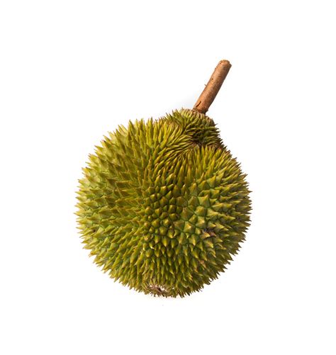 Premium Photo | Durian