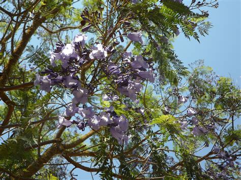 Jacaranda Tree Blossom - Free photo on Pixabay