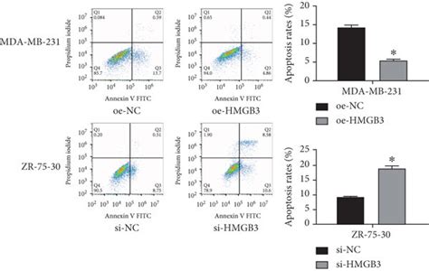 Altered Hmgb3 Expression Affects Bc Cell Proliferation Invasion Download Scientific Diagram