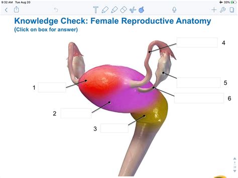 GYN Anatomy Basic Diagram | Quizlet