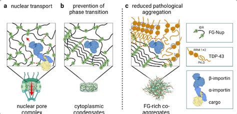 A Model For A Novel Role Of Kpnb And Other Nirs As Molecular