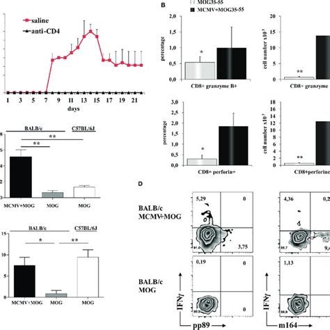 BalB C Murine Cytomegalovirus McMV MOg3555 Mice Have Increased