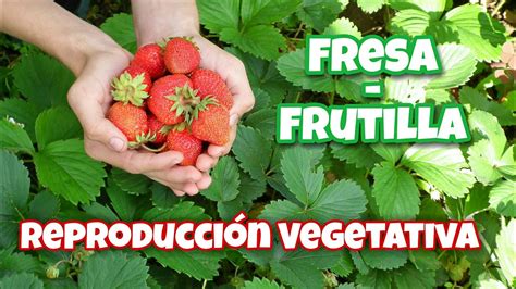 Reproducci N Vegetativa De Fresa O Frutilla Youtube