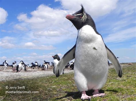 Falkland Islands - Meet Wild Animals