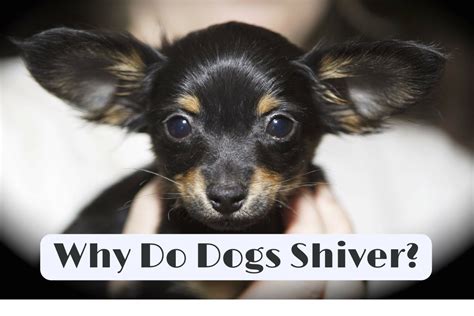 The Causes of Shivering in Dogs - PetHelpful