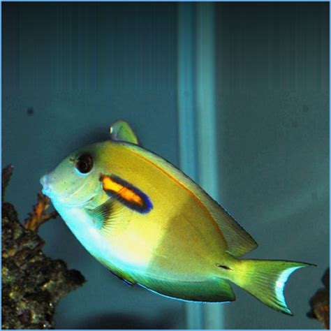 Saltwater Tang Fish for Sale: Sohal Tang Fish, Blue Unicorn Tangs ...