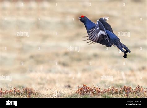 Black Grouse Lyrurus Tetrix Tetrao Tetrix Male Displys In Autumn