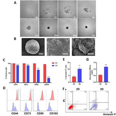 Spheroid Formation And Mscs Characterization A Chronological Record Download Scientific