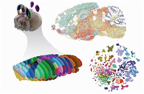 Científicos crean mapa atlas de células de cerebro de mamíferos