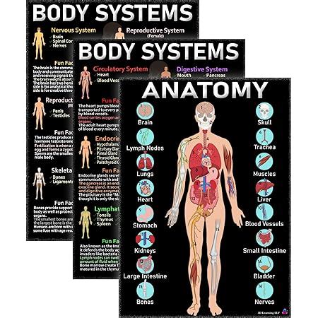 Amazon Trend Enterprises Inc The Human Bodycardiovasc System