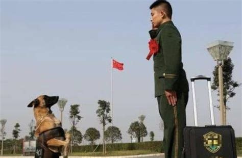 中华土狗为啥不能做军犬，听完兵哥哥的解释，网友：确实不敢用！ 宠界新闻