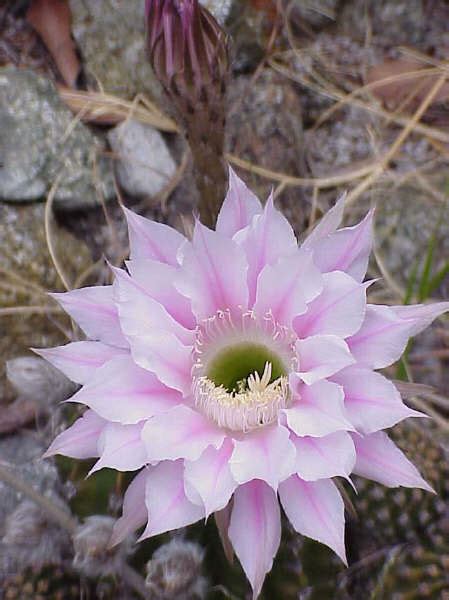 Cactus resistentes al frío y las heladas Página 3