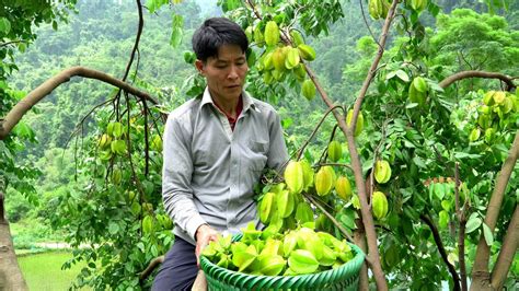 Harvesting Star Fruit Garden Goes To The Market Sell Taking Care Of