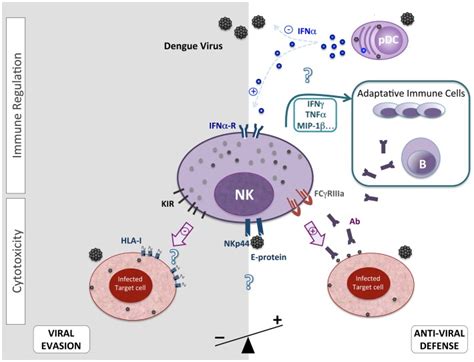 Overview Of The Suggested Nk Cell Features After Acute And Primary Denv