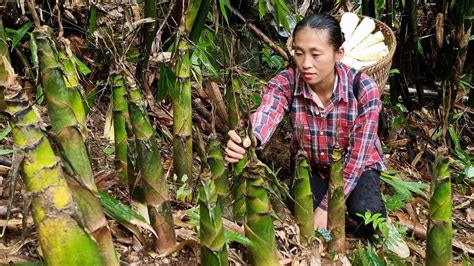 Harvest Bamboo Shoots Goes To The Market Sell Buy Clothes For The