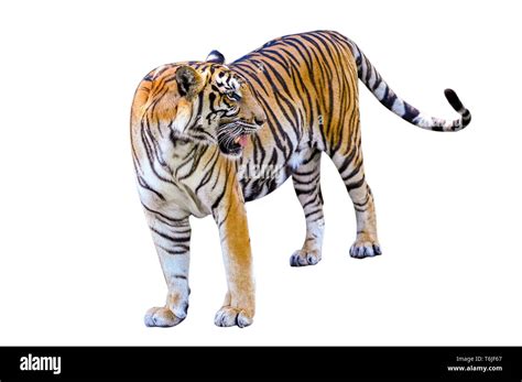 tiger White background Isolate full body Stock Photo - Alamy