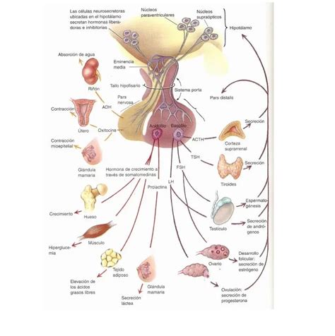 Top Imagen Hipofisis Mapa Mental Viaterra Mx The Best Porn Website