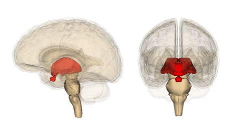 Diencephalon | Function, Facts, Position, Development & Structure