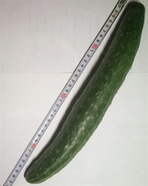 Огурец Китайский император — обзор — Всё для садоводов и огородников