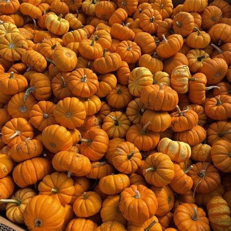 Mini Pumpkins Pahl S Market Apple Valley Mn