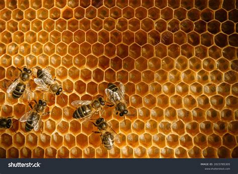 honeycomb   images shutterstock