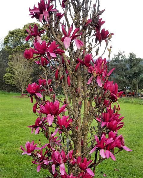 МАГНОЛИИ: Magnolia Burgundy Star—магнолия Burgundy Star