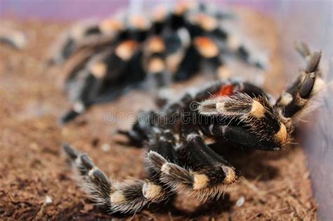 Mexican Redknee Tarantula Brachypelma Smithi Shedding it`s Skin Molting ...