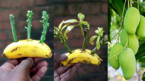 How To Growing Mango Tree Cutting In A Banana YouTube