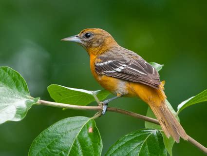 female baltimore oriole - Birds Photo (36099692) - Fanpop