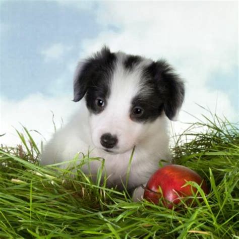 Border Collie For Adoption | Adopt A Border Collie | Petmeetly