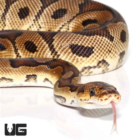 Clown Ball Python For Sale - Underground Reptiles