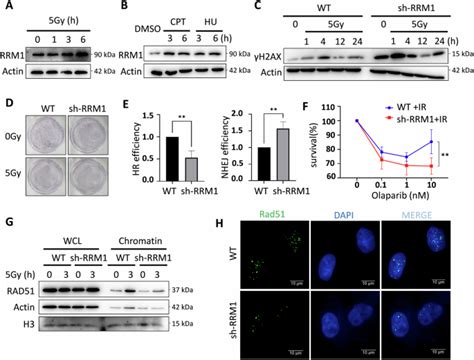 RRM1 Promotes Homologous Recombination And Radio Chemo Sensitivity Via