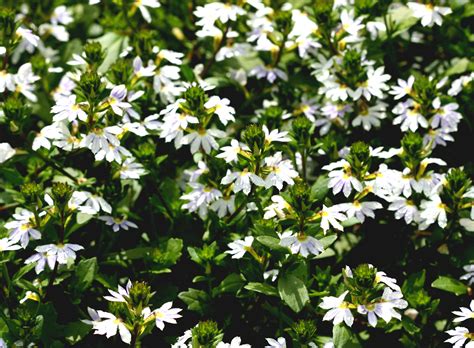 scaevola fan flower 6