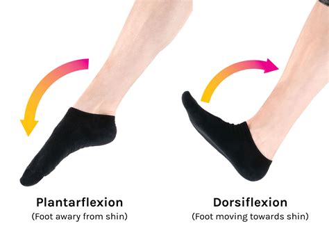 Flexion Extension Plantar Flexion Dorsiflexion Human Anatomy Movements