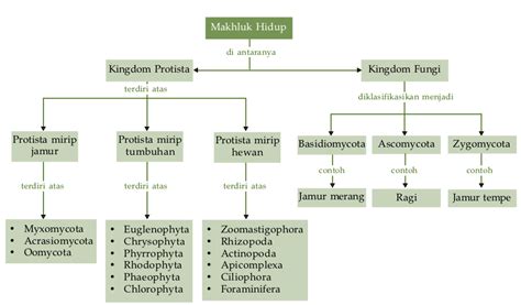 Jenis Jenis Peta Konsep Klasifikasi Kingdom Imagesee