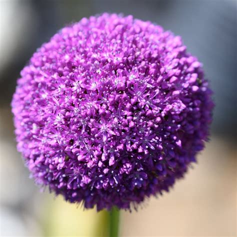 Allium Purple Allium Ball Allium Giganteum Sunlight And Blurred