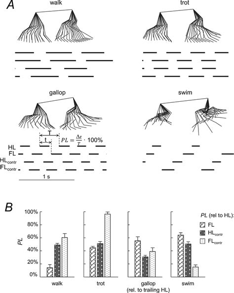 Intra Limb Coordination A Stick Diagrams Of A Single Cycle And Limb