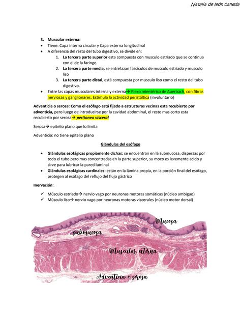 Solution Histologia Esofago Y Estomago Studypool