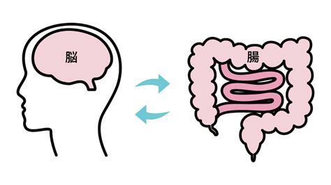 腸は第2の脳 そのイライラや不安腸内環境が原因かも グルテンフリースイーツ専門店 umi pupan ウミプパン