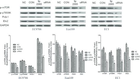 Effect Of Ets2 Knockdown On Mtorp70s6k Signaling Pathway When Ets2