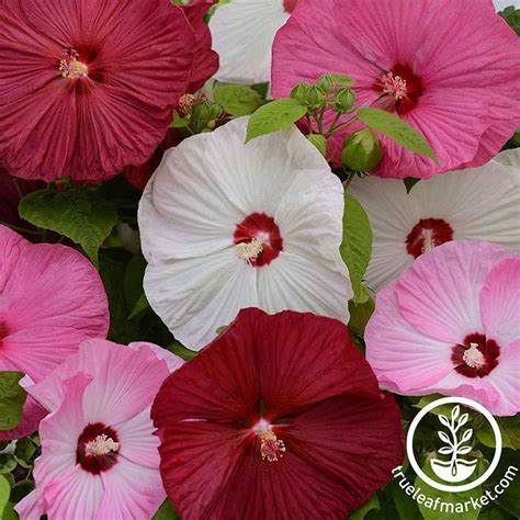 Hibiscus Flower Garden Seeds Luna Series Hibiscus Muscheutos