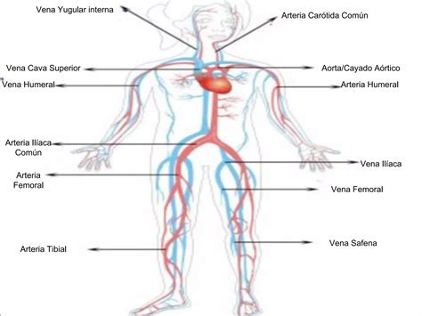 Sistema Arterial Y Venoso Ppt