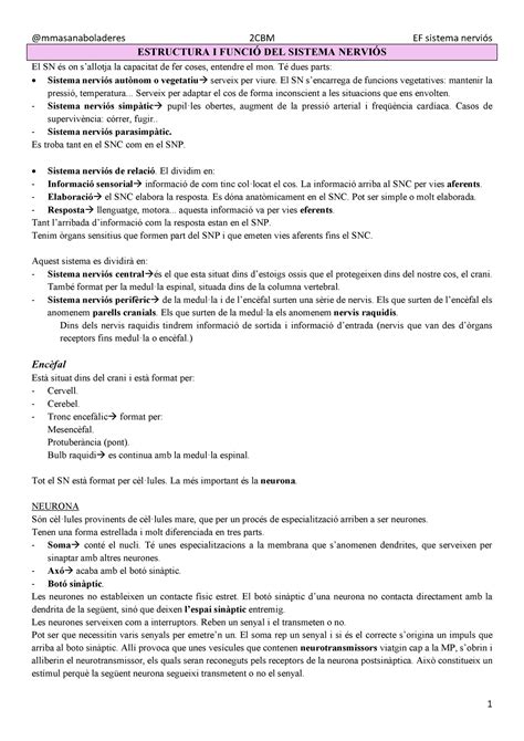 Tema 1 2 introducció al sistema nerviós mmasanaboladeres 2CBM