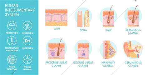 Human Integumentary System Infographics Icons Depicting Epidermis Surface Layer Structure And