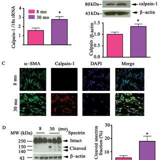 Calpain 1 Transcriptome Protein Abundance And Activity Increase In