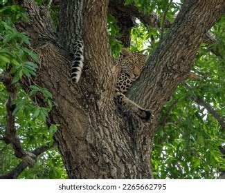 1,468 Leopard Sleeping Tree Images, Stock Photos & Vectors | Shutterstock