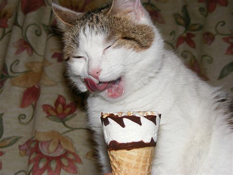 39 Cats Eating Ice Cream