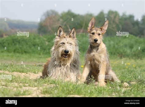 Berger Picard Dog Puppies Fotos Und Bildmaterial In Hoher Auflösung