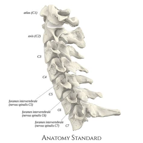 Cervical Vertebrae Occipital Bone With Spinal Cord Model